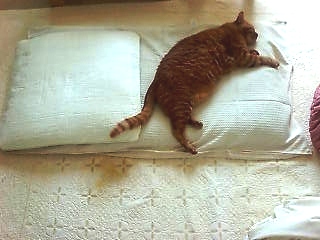 20070527131737_628E.jpg