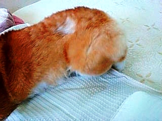 20070528082118_619E.jpg