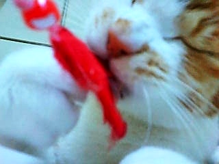 20070804022618_823E.jpg