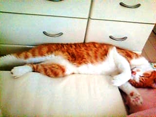 20070819061438_922E.jpg
