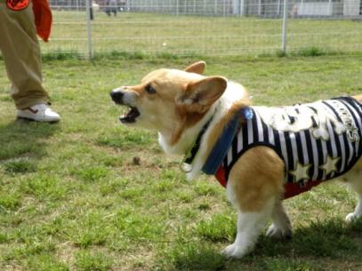 20110511122443cc9.jpg