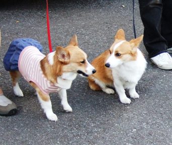 狂犬姉妹-01.jpg