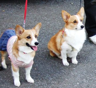 狂犬姉妹-02.jpg