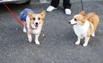 狂犬姉妹-03.jpg