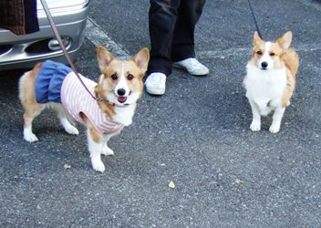 狂犬姉妹-04.jpg