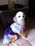 suzu-01.jpg