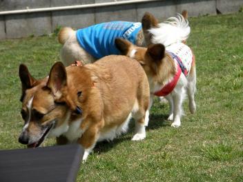 20110512122415fa7.jpg